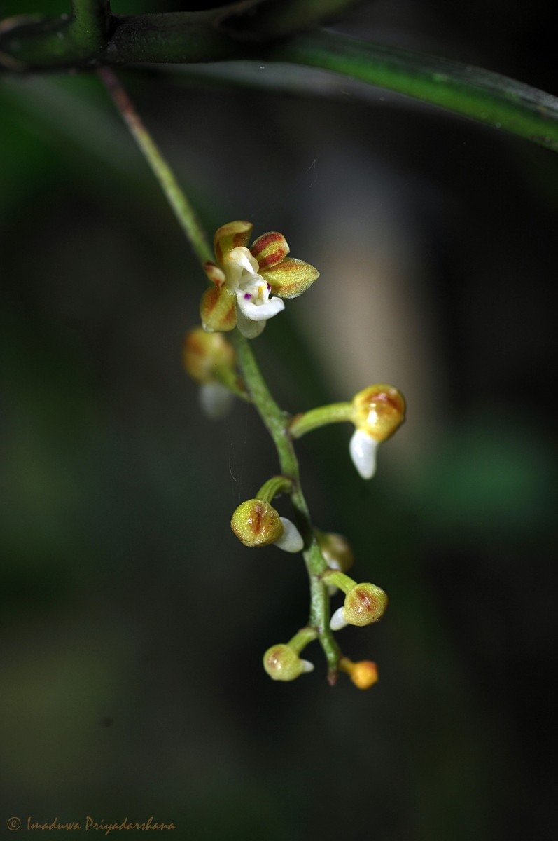 Cleisostoma tenuifolium (L.) Garay